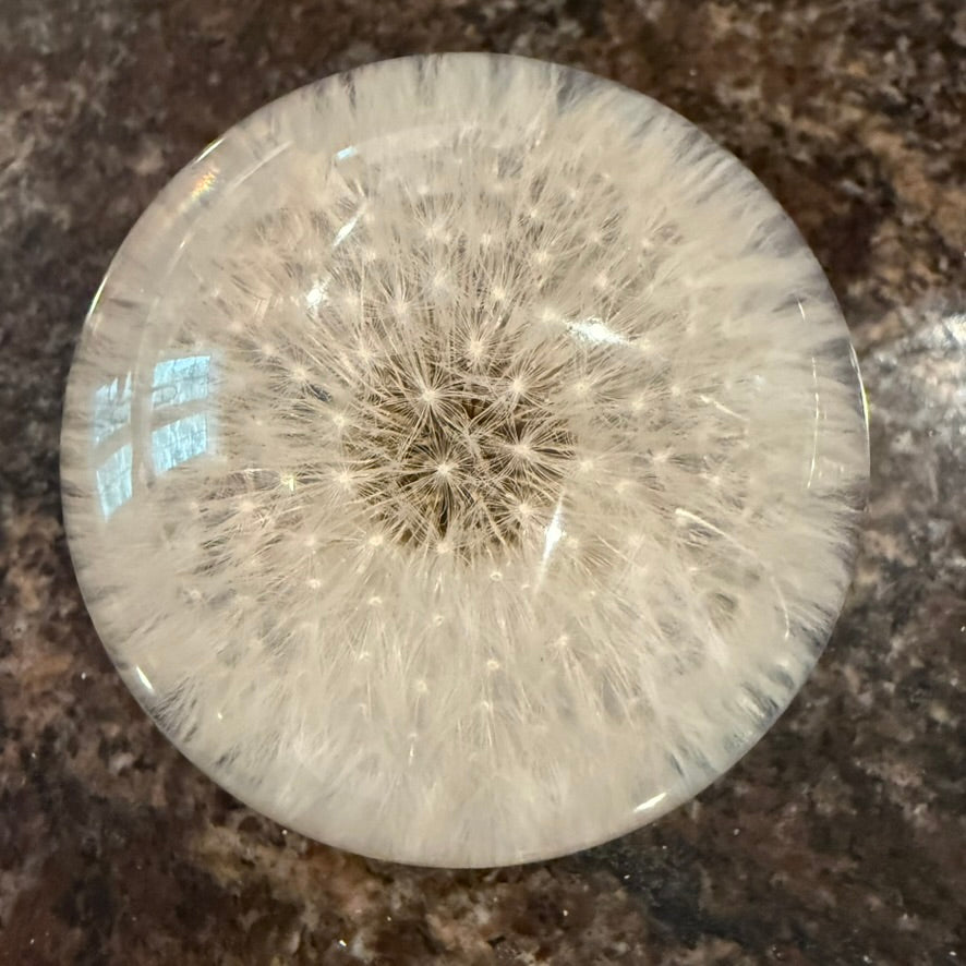 Hafod Grange Dandelion Botanical Paperweight