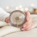 Hafod Grange Dandelion Botanical Paperweight