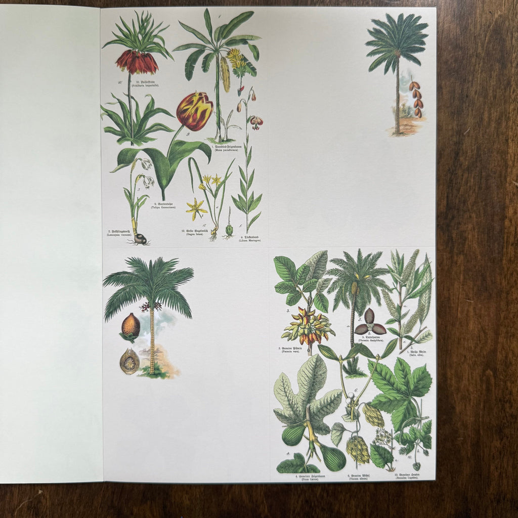 PEPIN Flora sticker book page with illustrated tropical plants and botanical labels