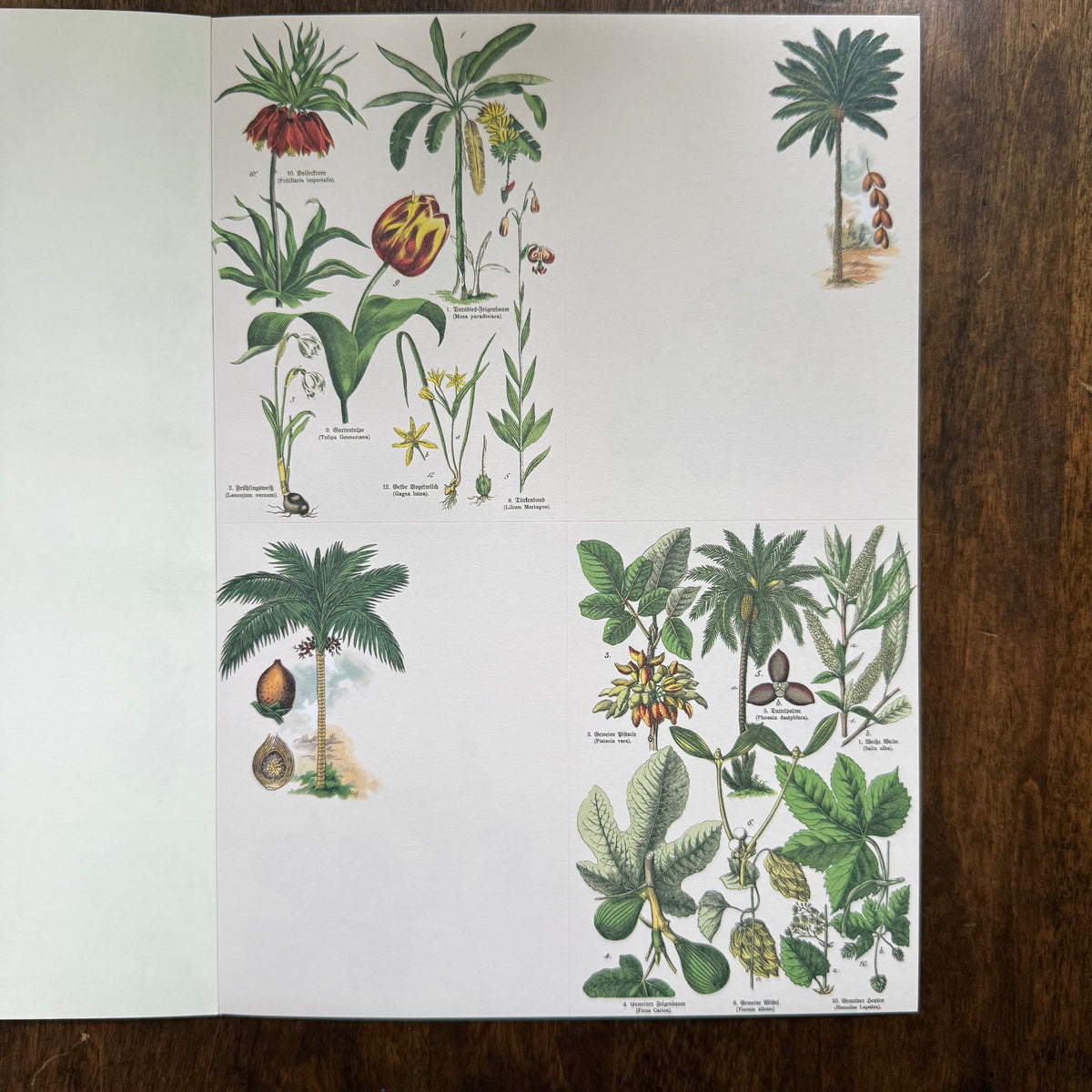 PEPIN Flora sticker book page with illustrated tropical plants and botanical labels