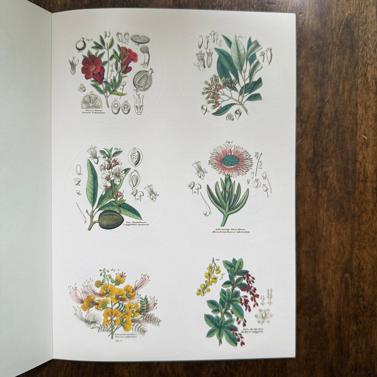 PEPIN Flora sticker book page with vintage flower and botanical specimen labels