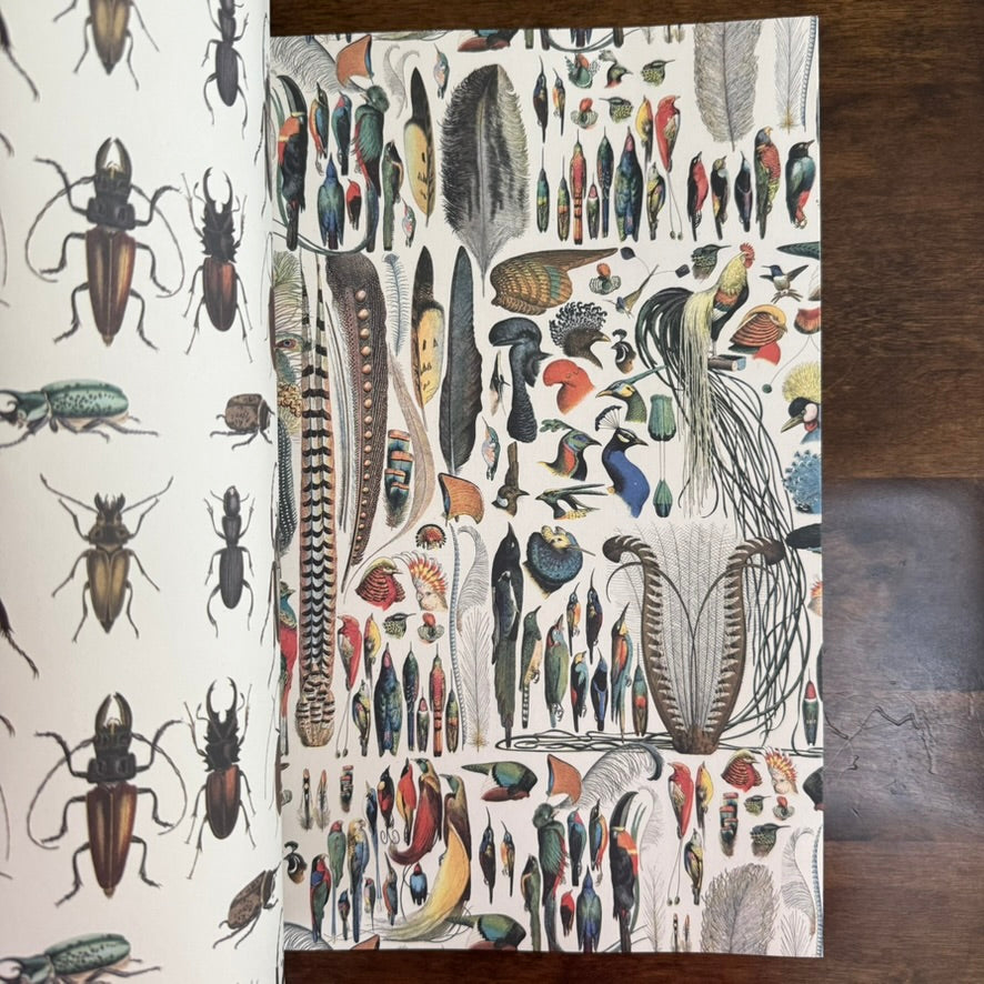 Open PEPIN Natural History paper book showing illustrated beetles, birds, and feathers