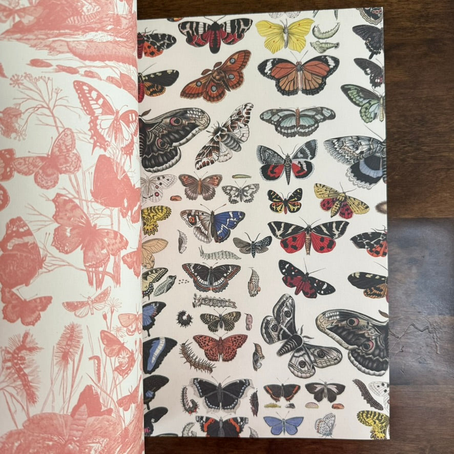 PEPIN Natural History decorative papers with coral botanical silhouettes and colorful butterflies and moths
