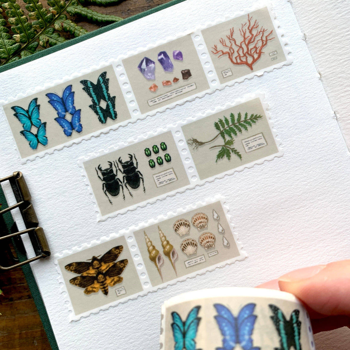 The Creeping Moon Specimen Drawer stamp washi tape showing natural-history specimen designs