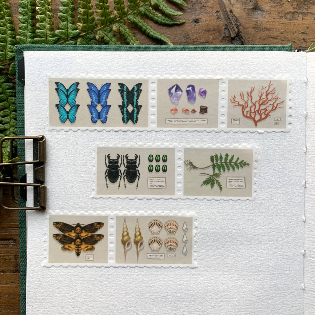 Specimen Drawer washi tape showing butterflies, beetles, shells, and botanical designs